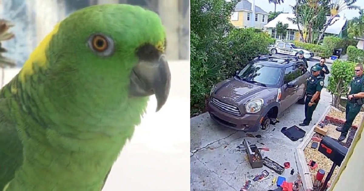 p3 2.jpg?resize=412,275 - A Parrot That Screamed 'Let Me Out!' Had Police Show Up To His Owner's House