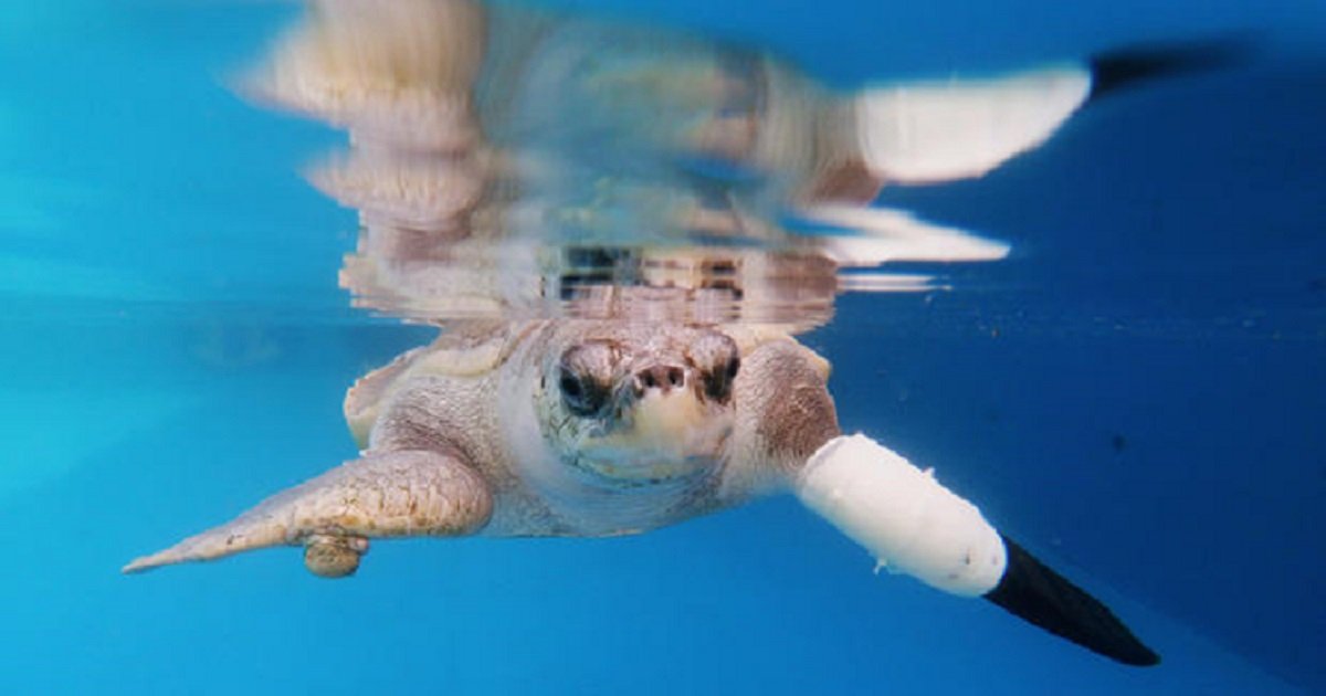 p3 4.jpg?resize=412,275 - Goody The Sea Turtle Got To Swim Again With Prosthetic Flipper