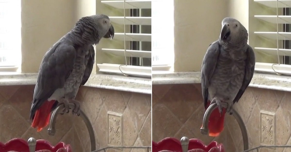 p4.jpg?fit=1024%2C538&ssl=1&strip=all - Funny Parrot Wanted To Go Out And Meet The Squirrels Outside