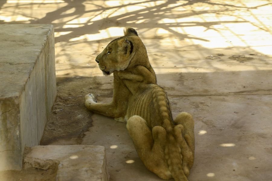 paris match 3.jpg?resize=1200,630 - Animaux de zoo : Une lionne est morte de faim au Soudan