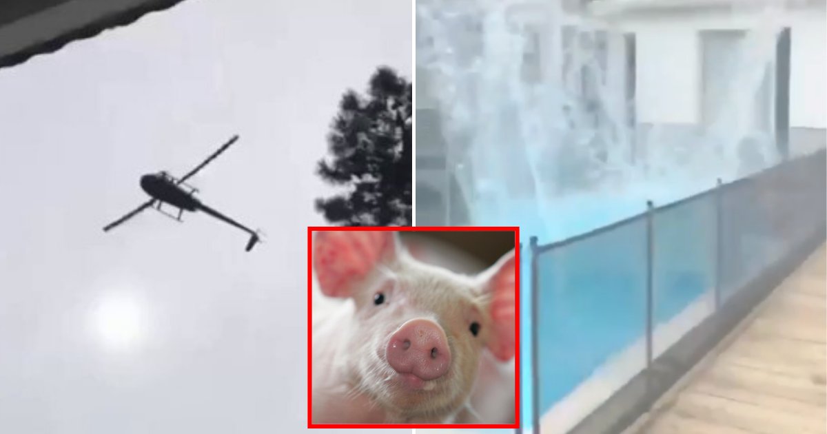 pig5.png?resize=1200,630 - Choc: Regardez cette vidéo montrant un cochon tombant d'un hélicoptère dans une piscine
