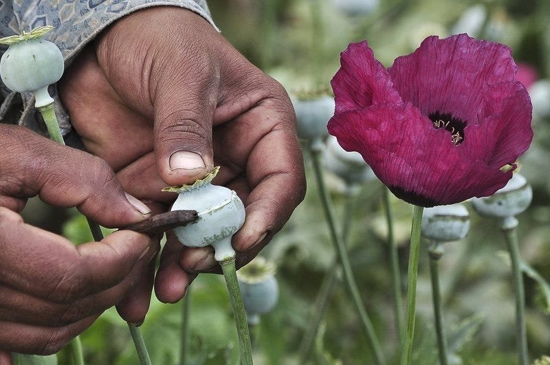 poppies.jpeg?resize=412,275 - Des perroquets opiomanes pillent des récoltes de pavot en Inde