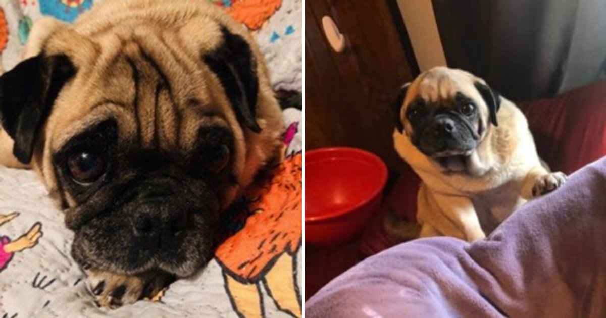 pug5.png?resize=412,275 - Pug 'Angry Poos' On Owner's Favorite Things Whenever He Feels Wronged