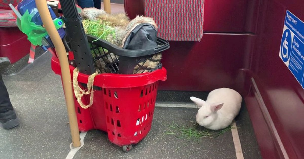 r3 2.jpg?resize=1200,630 - Bus Passengers Surprised To Find A Rabbit Calmly Sitting In One Corner