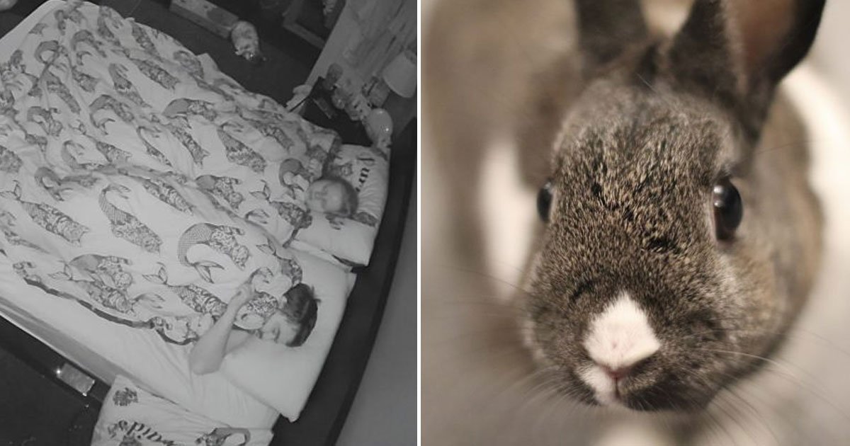 rabbit trying to wake owners up.jpg?resize=412,232 - Vidéo d'un adorable lapin essayant de réveiller ses propriétaires