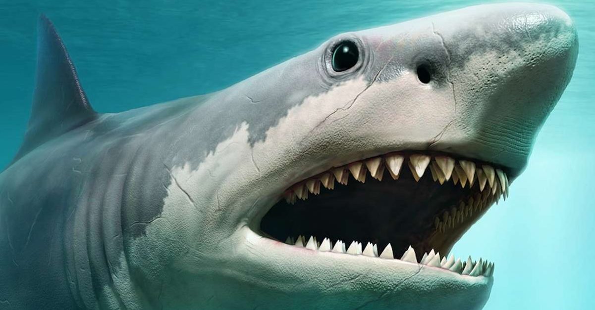requin e1579887645125.jpg?resize=1200,630 - Australie: Il retrouve le corps sans tête d'un requin de 100kg mordu par une créature encore plus grosse
