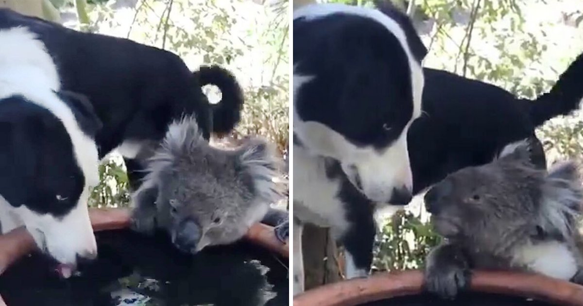 rusty5.png?resize=1200,630 - Moment adorable: un chien amical partage de l'eau avec un koala très assoiffé