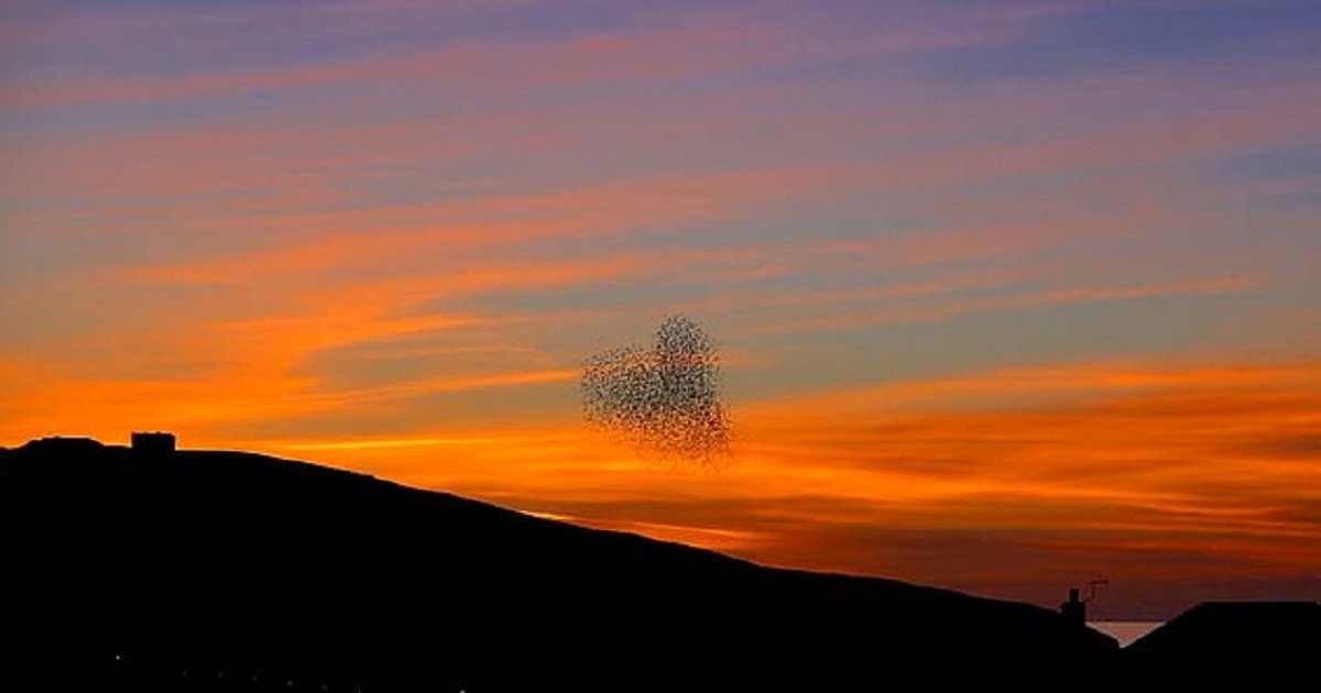 s3 11.jpg?resize=1200,630 - Thousands Of Starlings Shaped Themselves Into A Heart In The Beautiful Evening Sky