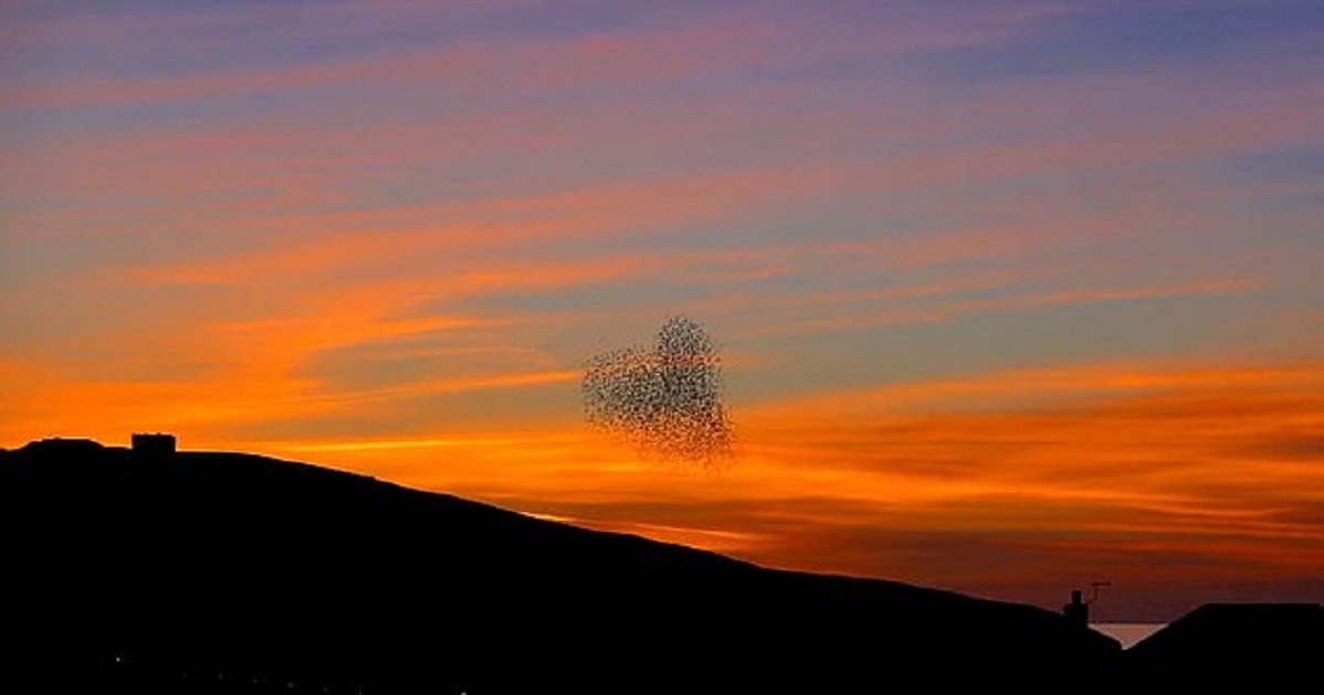 s3 11.jpg?resize=412,275 - Thousands Of Starlings Shaped Themselves Into A Heart In The Beautiful Evening Sky