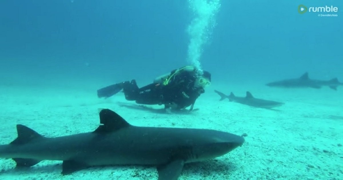 s3 12.jpg?resize=412,232 - Scuba Divers Fearlessly Swam Among Sharks On The Ocean Floor