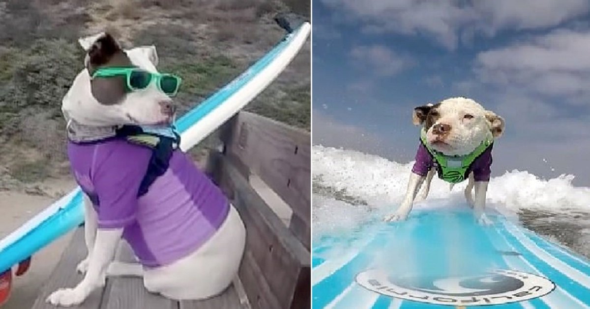 s4 2.jpg?resize=412,275 - Adorable Rescue Dog Loves Surfing The Waves In California