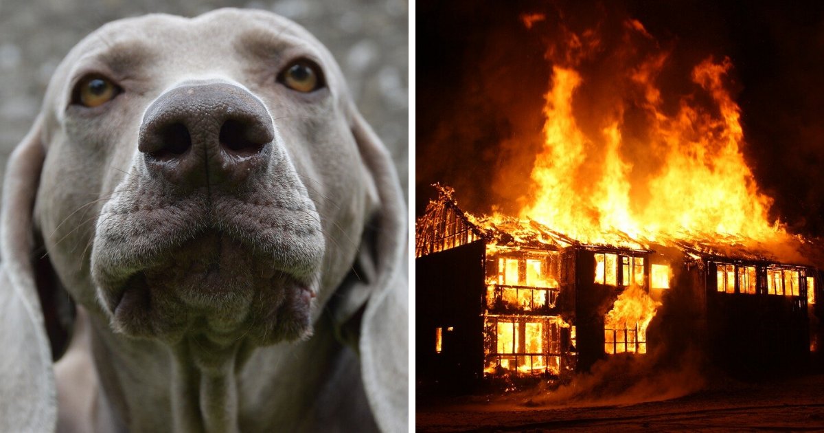 sans titre 2.png?resize=412,275 - Grâce à ses aboiements, un chien sauve son maître d'un incendie et périt dans les flammes