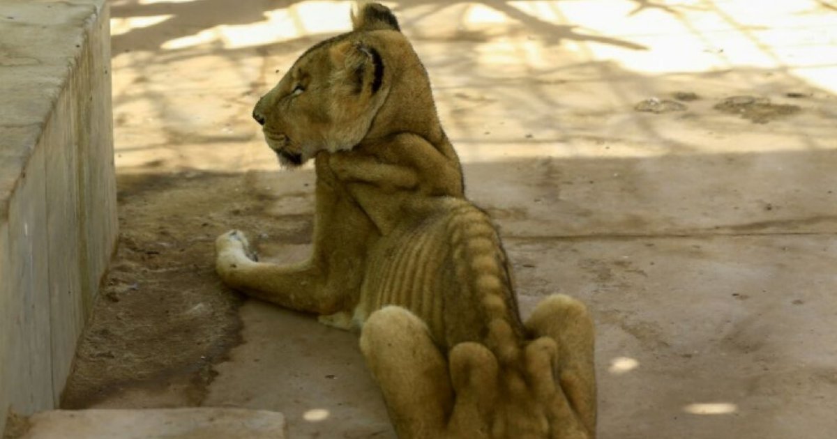 sans titre13.png?resize=1200,630 - Une campagne de soutien est lancée pour sauver des lions rachitiques et malades au Soudan