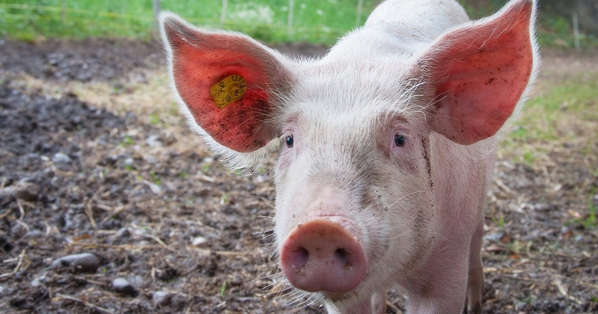 sans titre2 1.png?resize=412,275 - Un parc d'attraction chinois fait faire un saut à l'élastique à un cochon, les internautes scandalisés