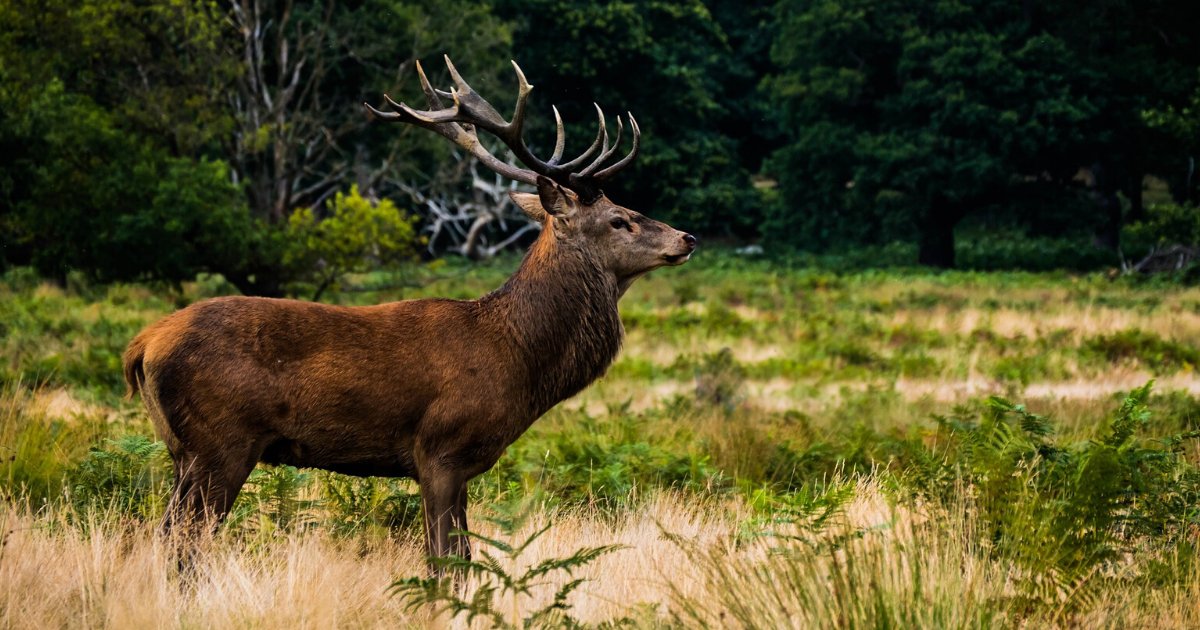 sans titre8 1.png?resize=412,275 - Chasse : un homme grièvement blessé par un cerf dans les Landes