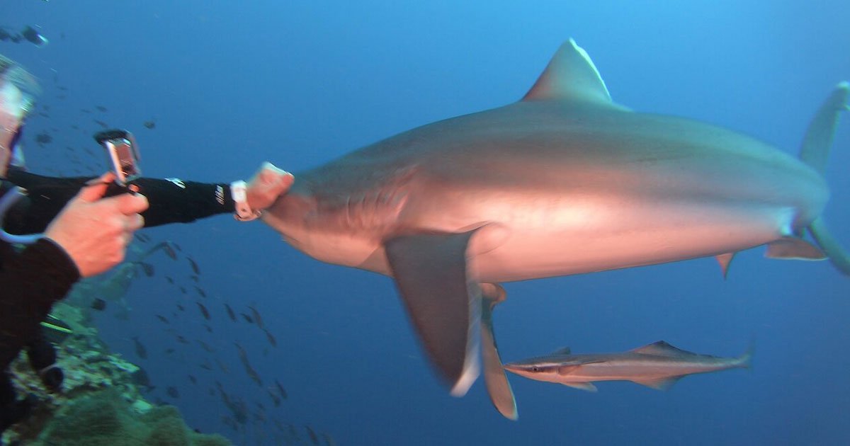 scuba diver punched shark.jpg?resize=412,275 - Video Of A Scuba Diver Beating A Shark On Its Snout
