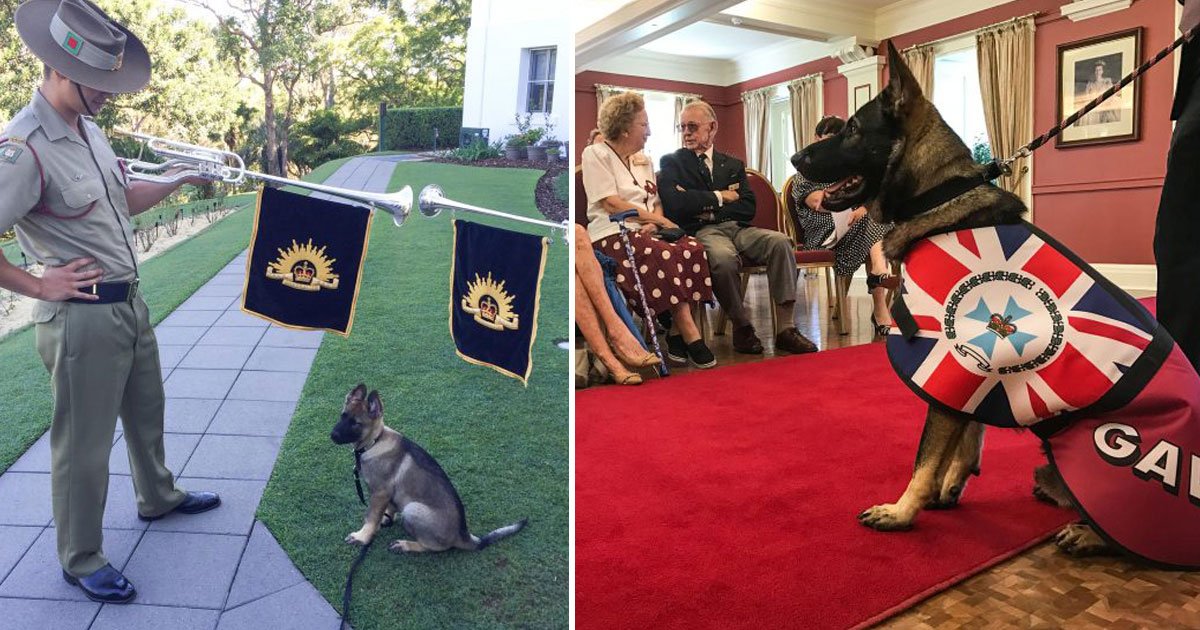 service dog.jpg?resize=412,275 - Dog - Who Couldn’t Become A Service Dog Due To His Friendly Nature - Has Now Become Governor’s Official Vice-Regal Dog