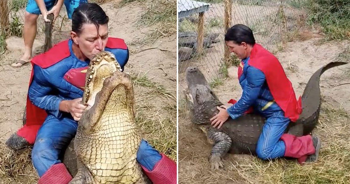 superman sitting gators back.jpg?resize=412,232 - Man Dressed As Superman Sat On An Alligator’s Back To Help Staff To Collect Its Eggs