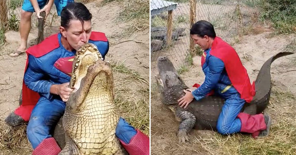 superman sitting gators back.jpg?resize=412,275 - Man Dressed As Superman Sat On An Alligator’s Back To Help Staff To Collect Its Eggs