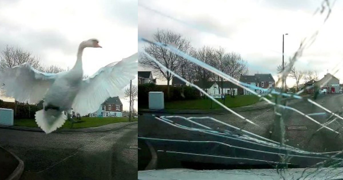 swan flew into a moving car and shattered the windscreen captured into camera.jpg?resize=1200,630 - A Swan Dived Into A Car's Windshield Causing The Glass To Shatter