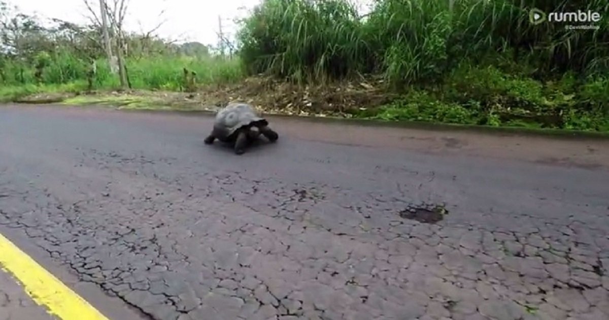 t3 5.jpg?resize=412,232 - Majestic Giant Tortoise Crossed The Road Slowly As Drivers Give Way