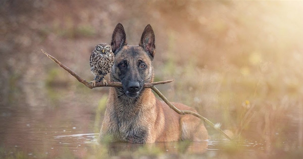 tanja brandt.png?resize=1200,630 - Voici la photo la plus adorable du Web : une petite chouette qui s'abrite de la pluie sous un champignon