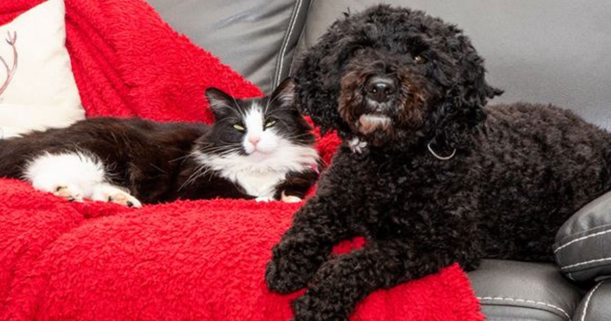 ted the dog and cat stovie are best pals who stay together like brother and sister.jpg?resize=412,232 - Ted The Dog And Cat Stovie Are Best Pals Who Stay Together Like Brother And Sister