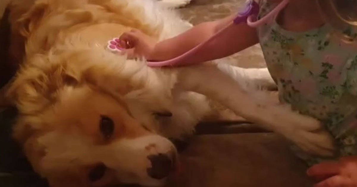 toddler treating dog first aid kit.jpg?resize=1200,630 - Adorable Video Of A Toddler Treating Her Dog With Her First Aid Kit