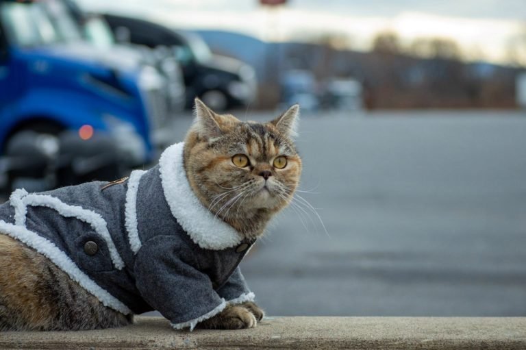 tora the explorer cat has visited nearly all the american states in a truck 768x511.jpg?resize=412,275 - Tora The Explorer Went To 43 States With Her Owner