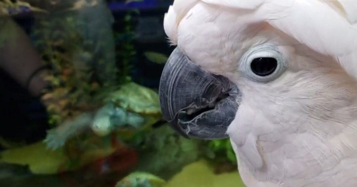 untitled 1 10.jpg?resize=412,275 - Max The Moluccan Cockatoo Is Scared Of Turtles