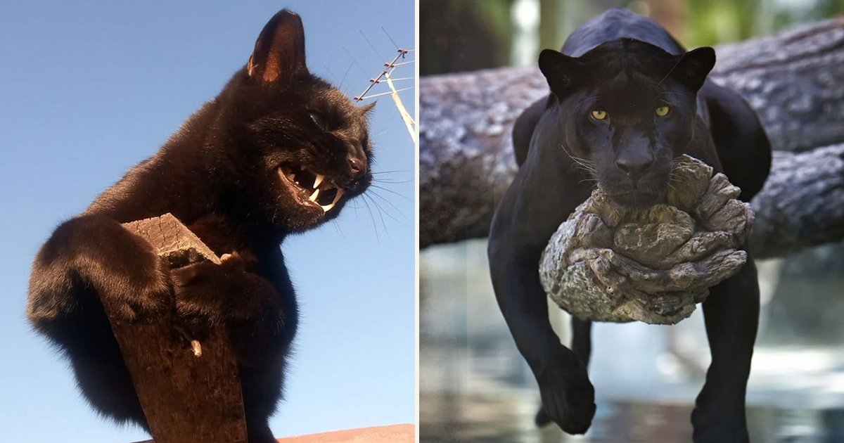 untitled 1 107.jpg?resize=412,275 - People Compared Panthers To Large Sized Cats