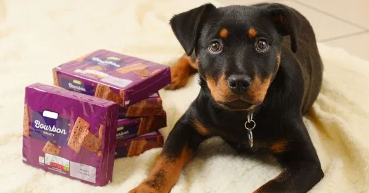 untitled 1 11.jpg?resize=412,275 - A Puppy Underwent Life-Saving Treatment After Eating Two Packs Of Bourbon Biscuits