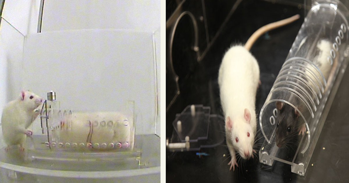 untitled 1 111.jpg?resize=412,275 - Scientists Conducted An Experiment To See How Much Rats Helped Their Fellow Rodents