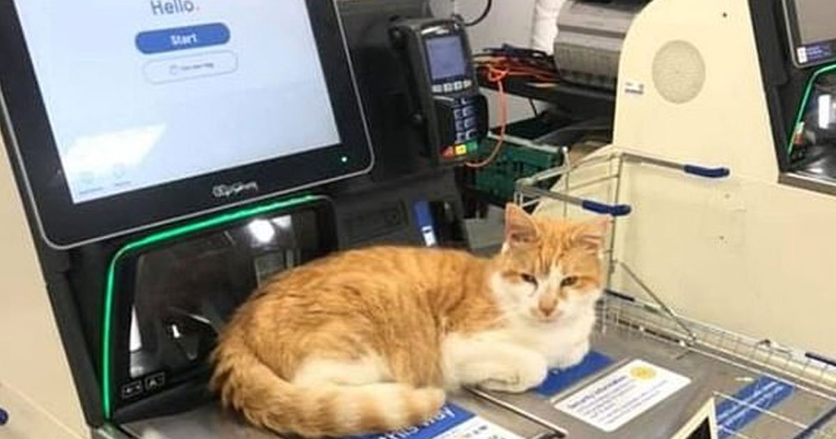 untitled 1 120.jpg?resize=412,232 - A Cat That Was Banned From Entering A Local Store Was Spotted Resting On The Self-Checkout