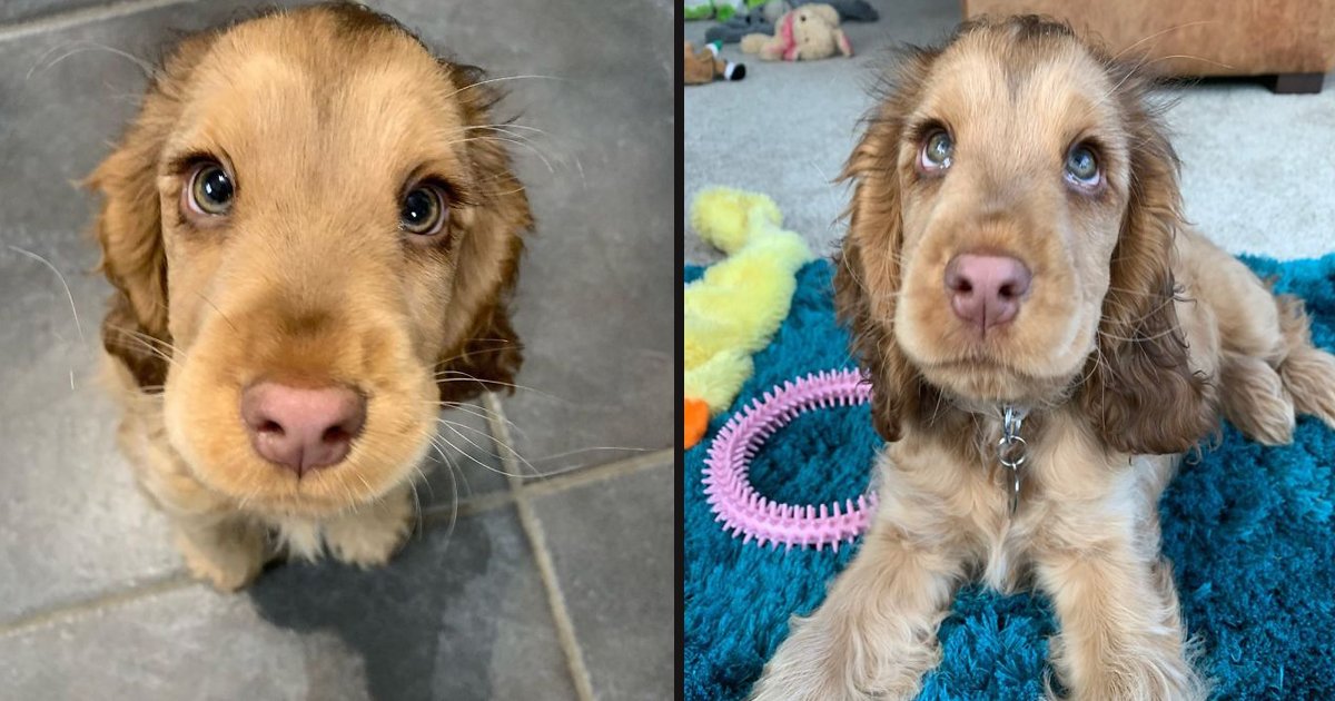 untitled 1 124.jpg?fit=1024%2C538&ssl=1&strip=all - Winnie The Dog Looks Like A Real-Life Disney Character