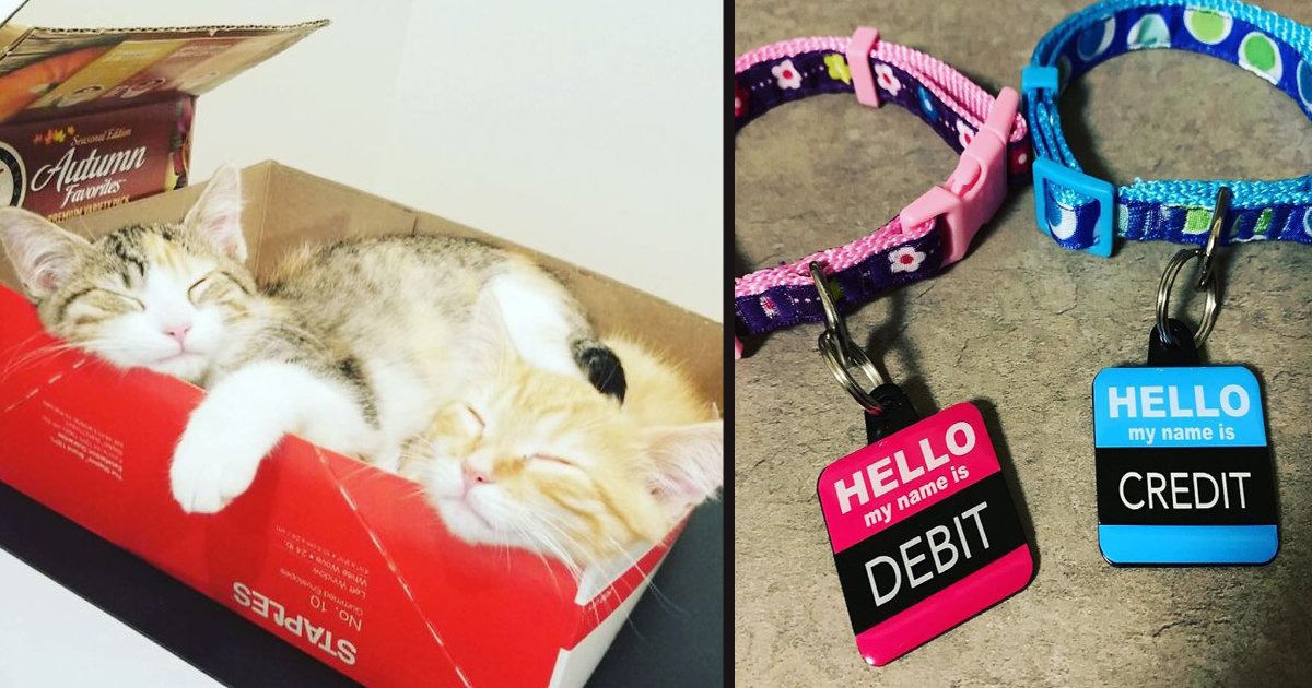 untitled 1 126.jpg?resize=412,275 - A Company Hired Two Office Kittens, Debit And Credit, As Employees