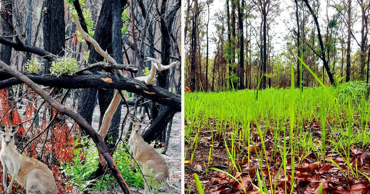 untitled 1 127.jpg?resize=412,275 - Hopeful Photos Showing Life Slowly Returning To Scorched Lands In Australia