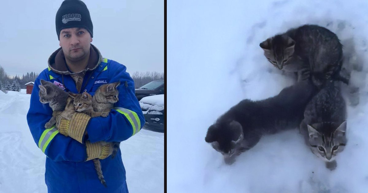 untitled 1 133.jpg?resize=412,232 - A Man Used His Warm Coffee To Rescue Three Kittens Stuck In Snow
