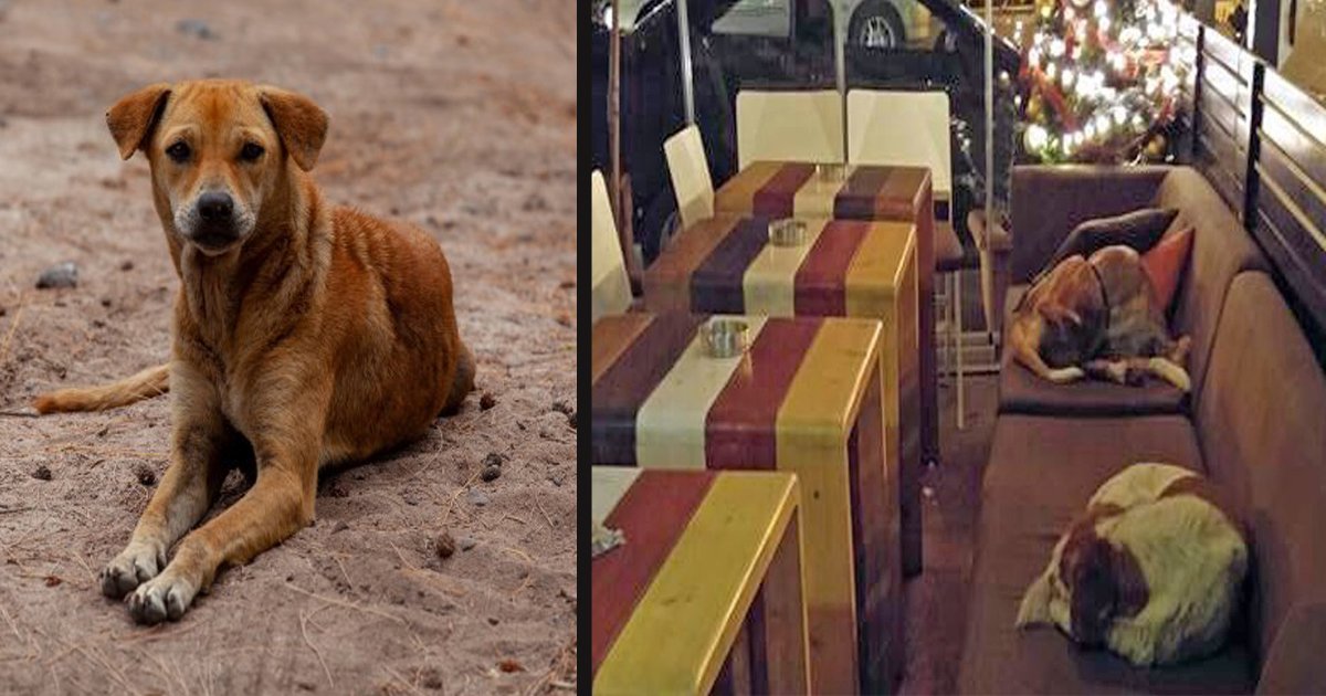 untitled 1 137.jpg?resize=412,275 - A Cafe Owner Allows Homeless Dogs To Sleep Inside The Cafe For Their Safety