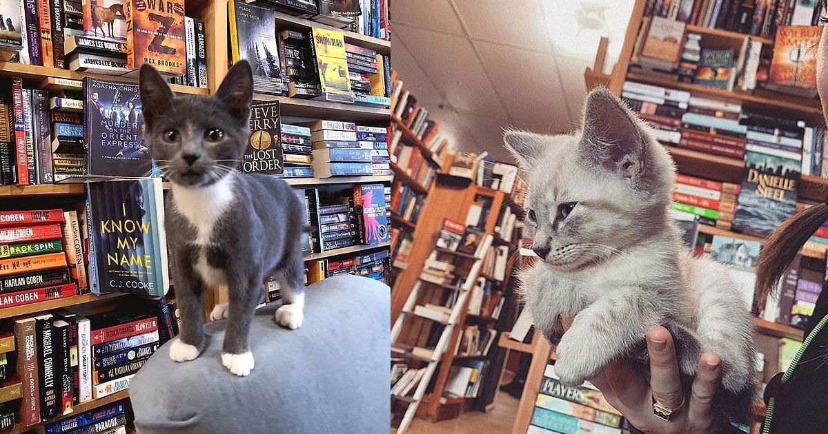untitled 1 138.jpg?resize=412,232 - A Bookstore Helps Rescue Cats Get Adopted By Letting Them Roam The Stacks And Cuddle With Customers