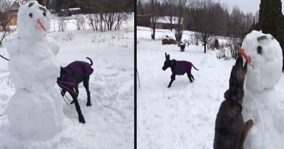 untitled 1 144.jpg?resize=412,275 - A 5-Month-Old Puppy Made It Impossible For The Family To Build A Snowman