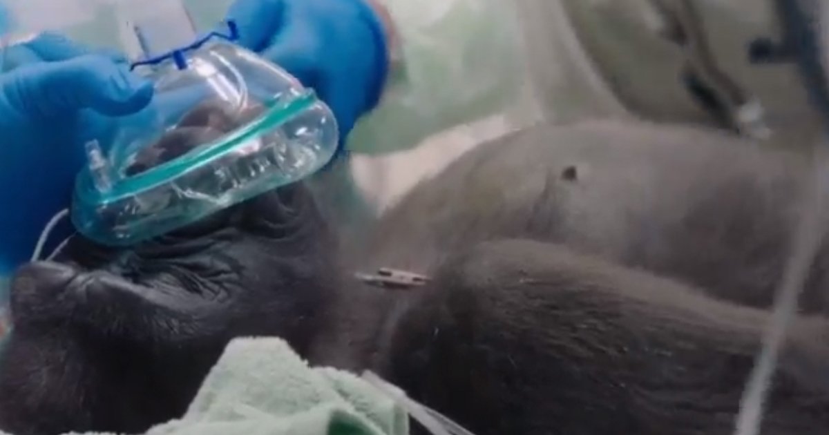 untitled 1 24.jpg?resize=412,275 - Leslie The Gorilla Treated For Cataract In San Diego