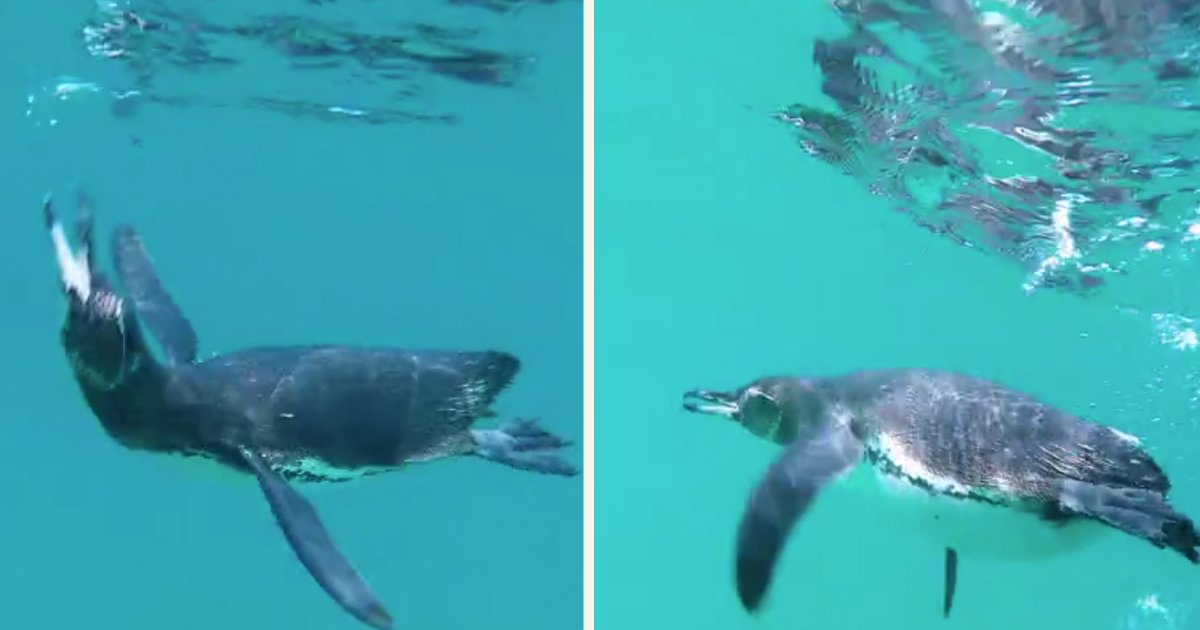 untitled 1 25.jpg?resize=412,275 - Swimmer Had An Amazing Encounter With Galapagos Penguin In A Lagoon