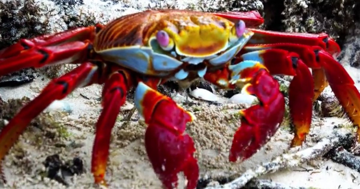 untitled 1 45.jpg?resize=412,275 - Sally Lightfoot Crab, Known As The Janitor Of The Beach, Stopped To Eat Lunch In The Mangrove