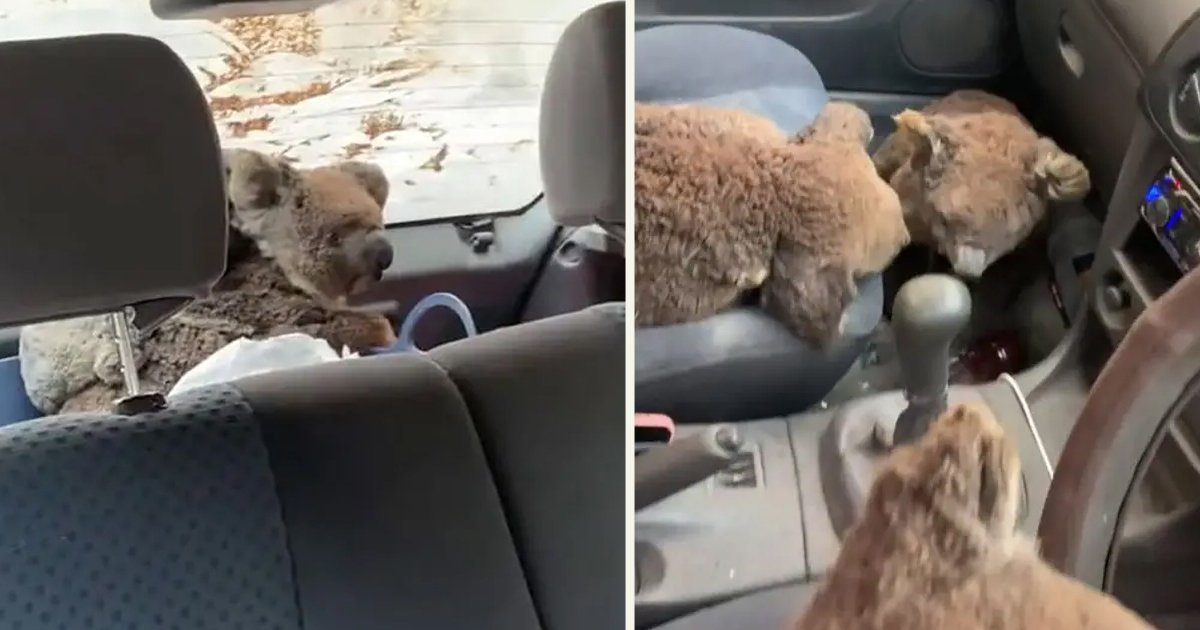 untitled 1 50.jpg?resize=412,275 - Teens Drove Around In Their Car To Rescue As Many Koalas As They Could