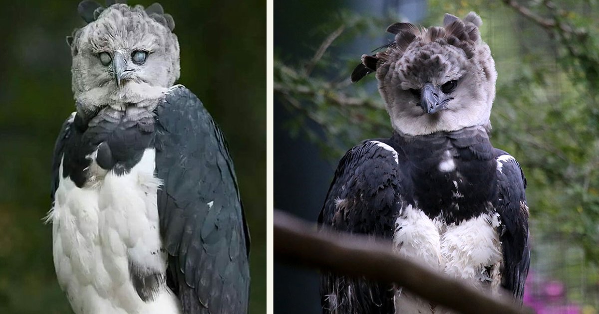 Harpy Eagle Is So Big, Some Think It's A Human Wearing A Costume