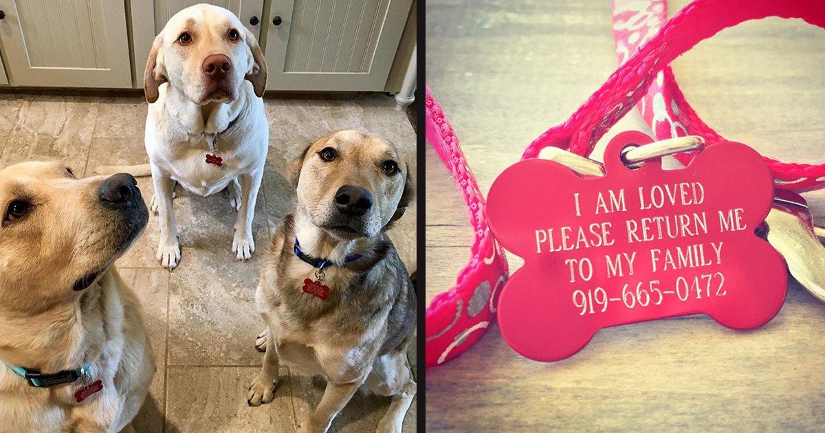 untitled 1 69.jpg?resize=412,275 - Funny Name Tags For Pets In Case They Get Lost