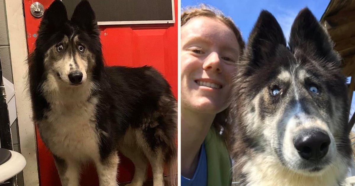 untitled 1 78.jpg?resize=412,275 - Four-Year-Old Cross-Eyed Husky Became An Internet Sensation With Her Unique Look
