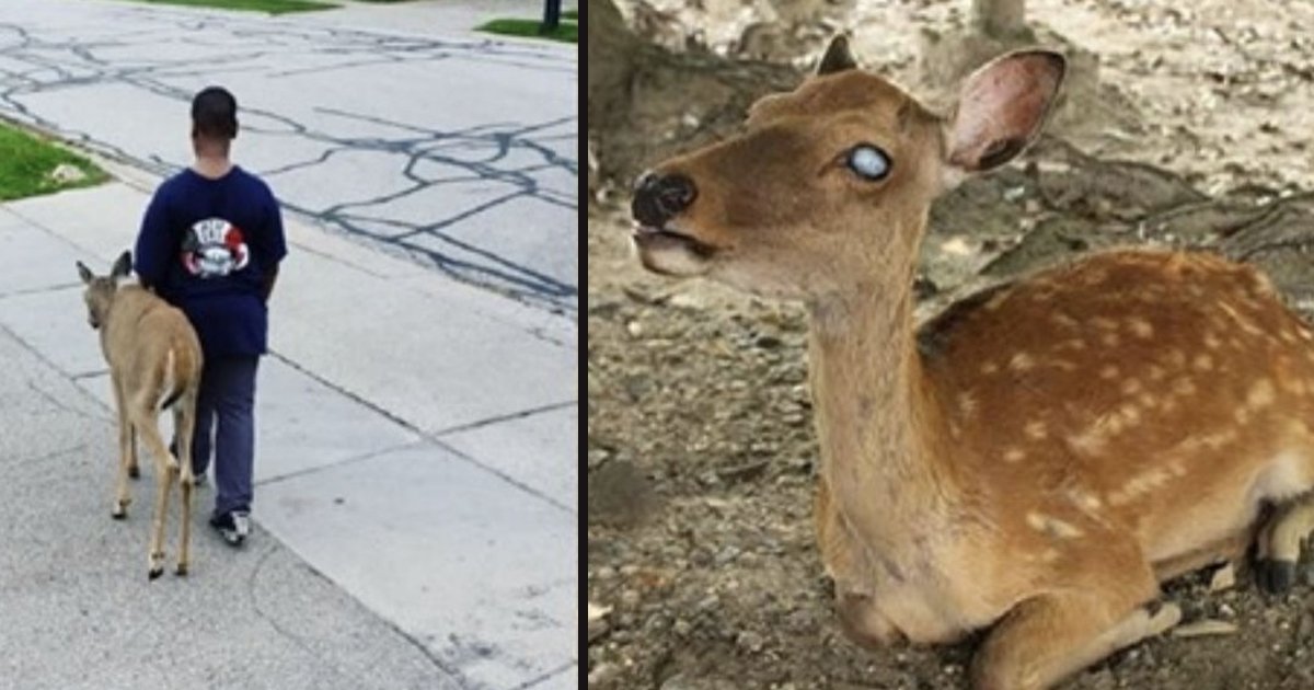 untitled 1 85.jpg?resize=412,275 - A Young Boy Helped A Blind Deer Find Food Everyday After School
