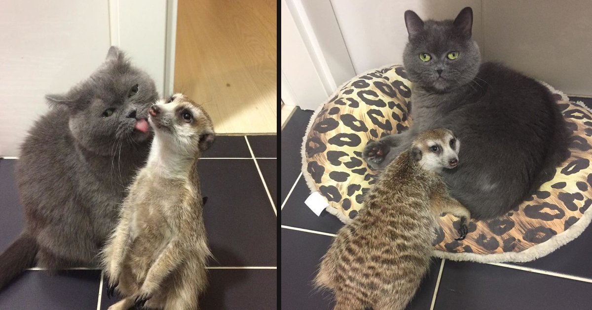 untitled 1 89.jpg?resize=412,232 - A Meerkat And A Cat Became BFFs On Day One